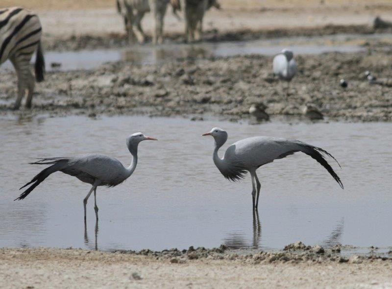 Birds are attracted to the water as well - here a pair of elegant Blue Cranes…